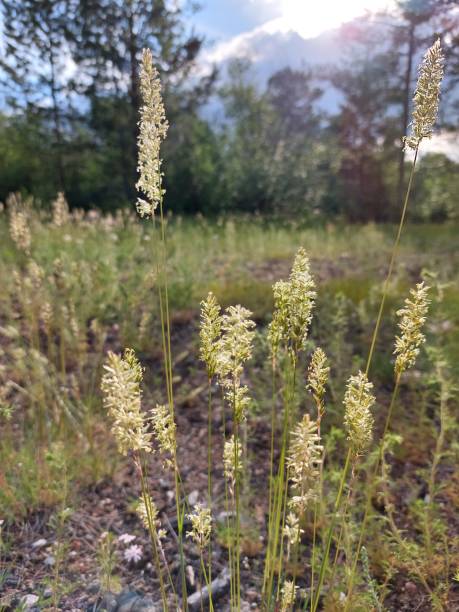 istock Grass Spica close-up in forest 1325553543