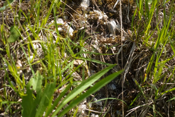 istock lizard on the forest floor between stones and plants 1325556099
