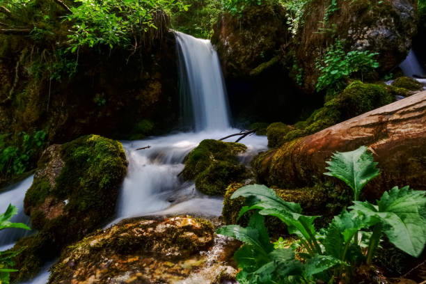 istock plants and moss on a little waterfall from a brook 1325556115