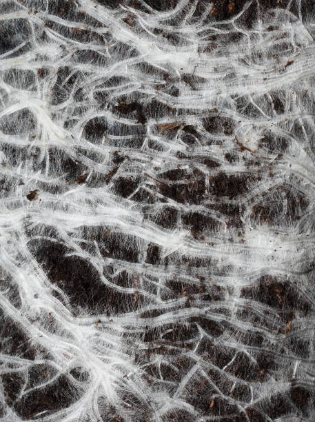 istock plant roots with root hairs in black soil 1325557167