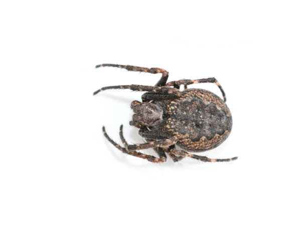 istock walnut orb-weaver spider Nuctenea umbratica 1325557194
