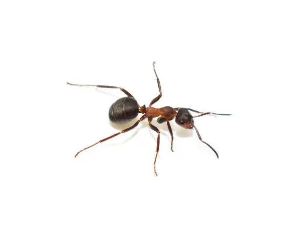 Photo of Red wood ant Formica rufa