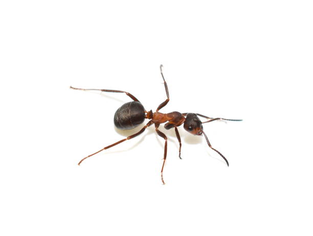 czerwona mrówka z drewna formica rufa - ant zdjęcia i obrazy z banku zdjęć