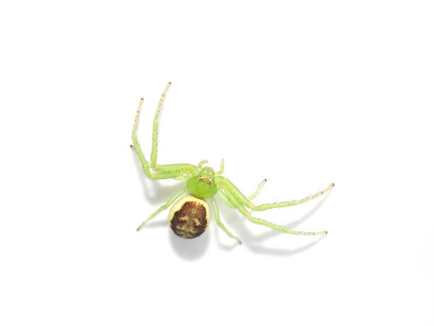 istock Green crab spider Diaea dorsata 1325557209
