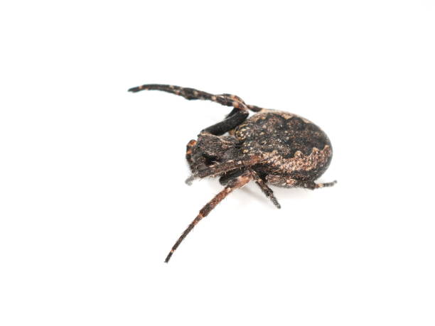 istock walnut orb-weaver spider Nuctenea umbratica 1325557210