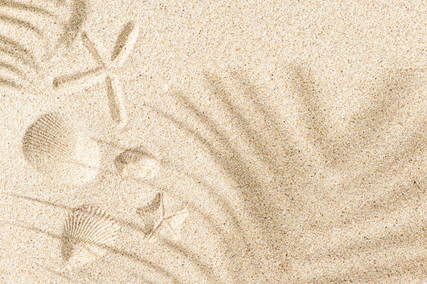 Imprint of seashells and starfish on sand, with copy space and palm shadow