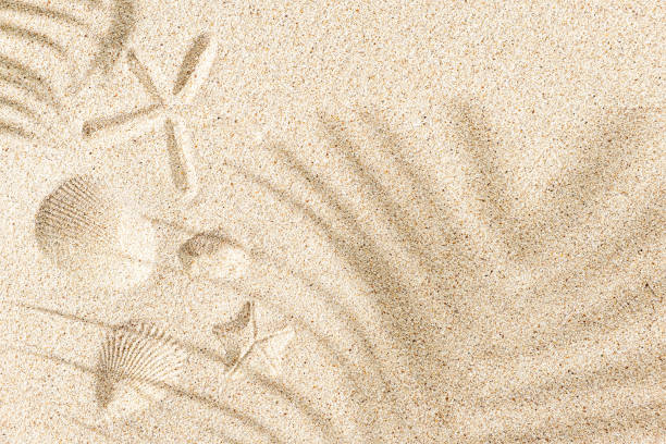 Imprint of seashells and starfish on sand, with copy space and palm shadow stock photo