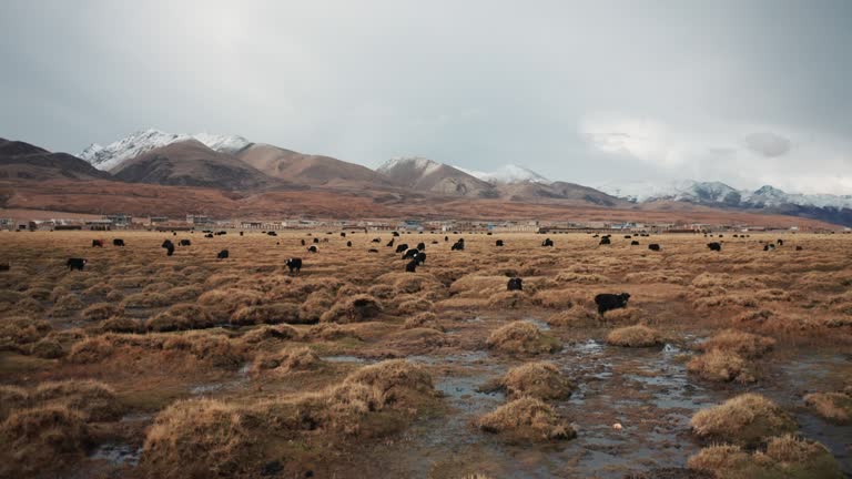 Aerial photography of yak herd, Tibet, China