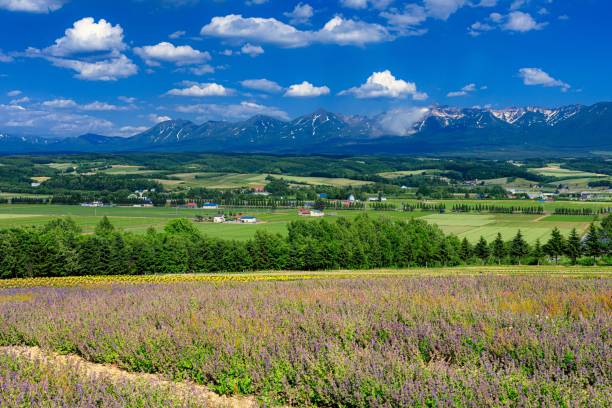 Early summer scenery in Kamifurano town in Hokkaido prefecture, Japan This is an early summer scenery in Kamifurano town in Hokkaido prefecture, Japan.
Kamifurano town is well known as a tourist destination in this prefecture, especially summer season is most beautiful. furano basin stock pictures, royalty-free photos & images