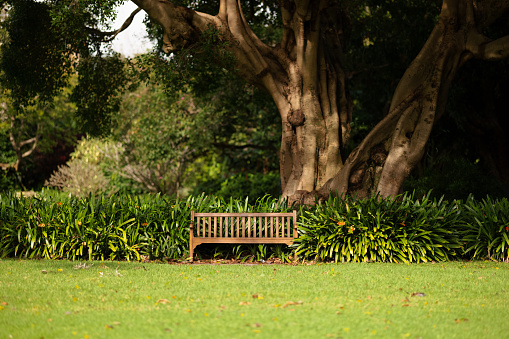 Wooden bench with grass and trees. .