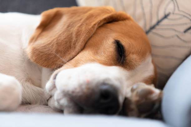 istock Beagle dog tired sleeps on a cozy sofa, couch, blanket 1325559257