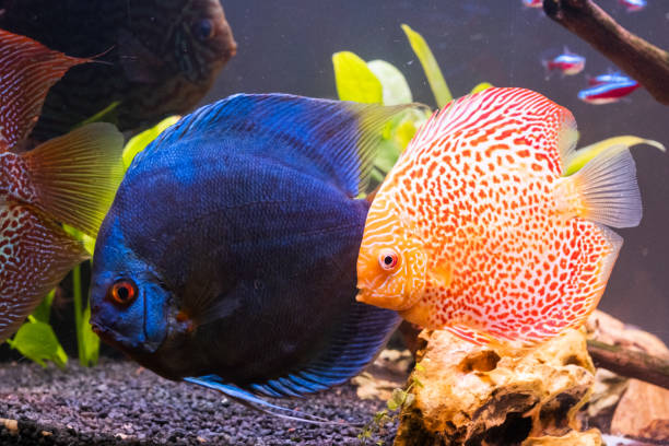 istock Fish from the spieces Symphysodon discus in fishtank. 1325559259