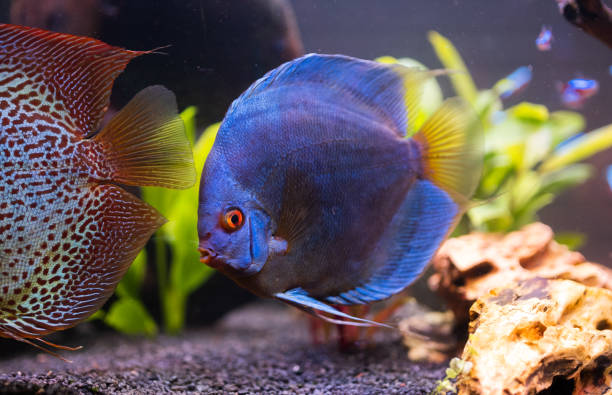 istock Fish from the spieces Symphysodon discus in fishtank. 1325559260