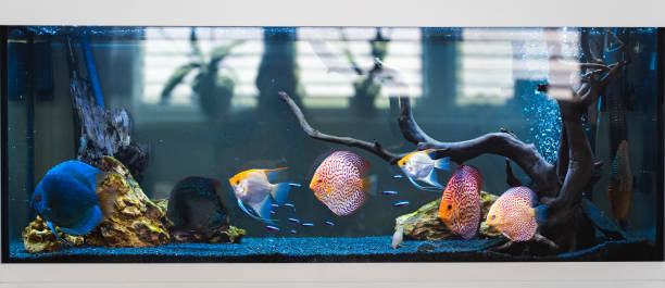 istock Fish from the spieces Symphysodon discus in fishtank. 1325559294