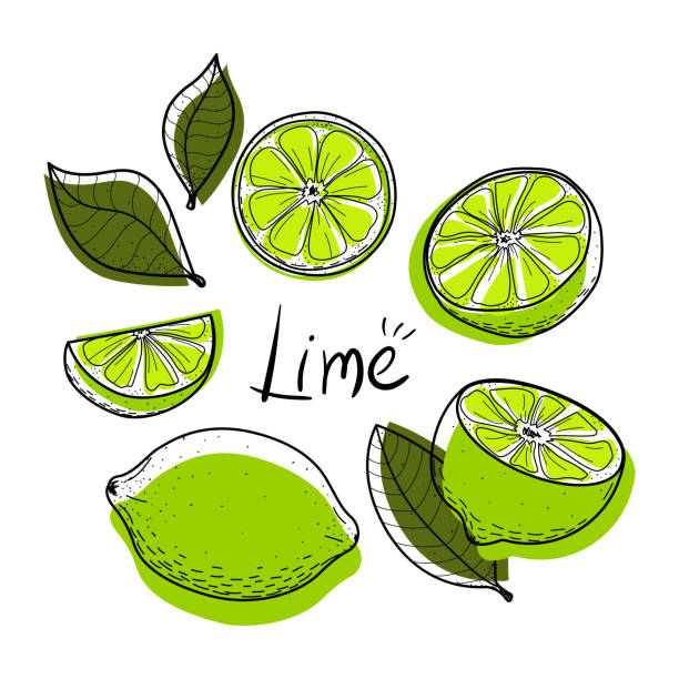 Lime set. Lime, slice, half, whole, and leaves. Colorful abstract citrus collection with black outline. Doodle, hand-drawn, flat, line art, sketch. Objects isolated on a white background. Vector. Lime set. Lime, slice, half, whole, and leaves. Colorful abstract citrus collection with black outline. Doodle, hand-drawn, flat, line art, sketch. Objects isolated on a white background. Vector. lime stock illustrations