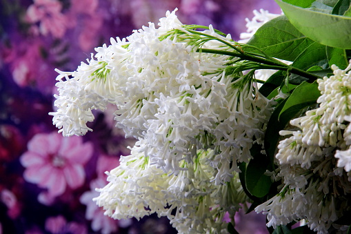 White Lilac Agnes Smith flowers - syringa prestoniae agnes smith in glas vase and dark purple flower background