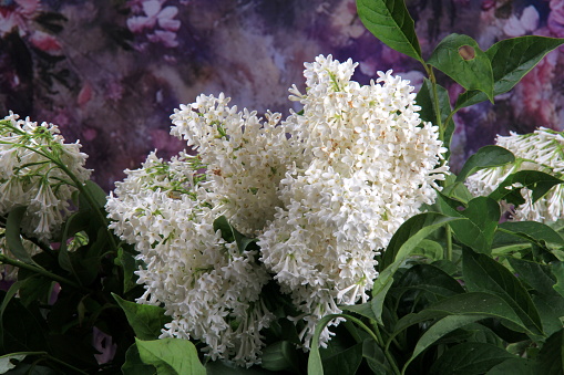 White Lilac Agnes Smith flowers - syringa prestoniae agnes smith in glas vase and dark purple flower background