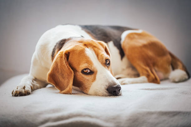 istock Beagle dog tired sleeps on a cozy sofa. 1325565465