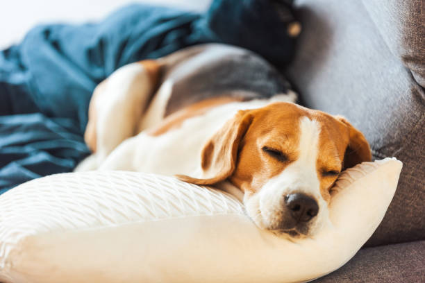 istock Beagle dog tired sleeps on a cozy sofa. 1325565467