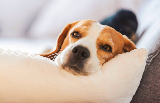 istock Beagle dog tired sleeps on a cozy sofa. 1325565469