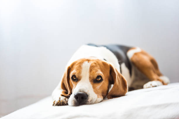 istock Beagle dog tired sleeps on a cozy sofa. 1325565470