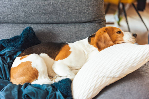 istock Beagle dog tired sleeps on a cozy sofa. 1325565471