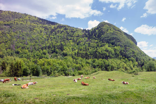 istock Cows on alpine pasture grazing grass 1325566605