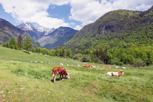 istock Cows on alpine pasture grazing grass 1325566606