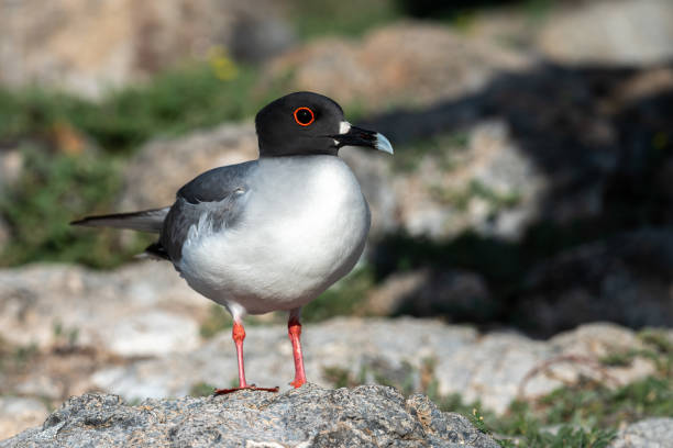 istock Swallow-tailed gull in the Galapagos Islands. 1325566830
