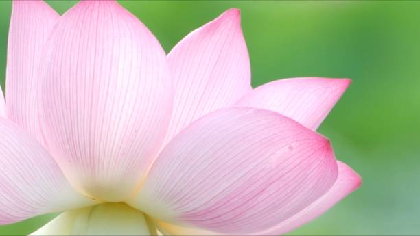 istock Beautiful lotus in the pond 1325566941