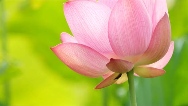 istock Beautiful lotus in the pond 1325566950
