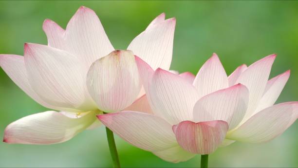 istock Beautiful lotus in the pond 1325566967