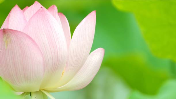 istock Beautiful lotus in the pond 1325566998