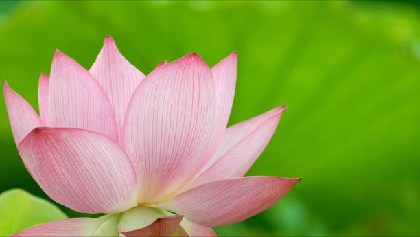 istock Beautiful lotus in the pond 1325567033