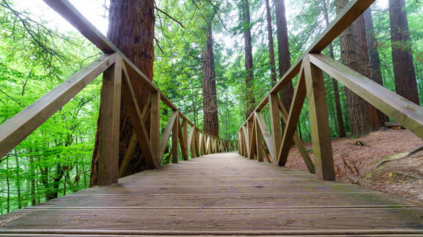 camino de madera con cercas a través de un bosque de secuoyas gigantes - rainforest redwood sequoia footpath fotografías e imágenes de stock