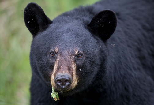 Wild American black bear, New Brunswick, Canada.