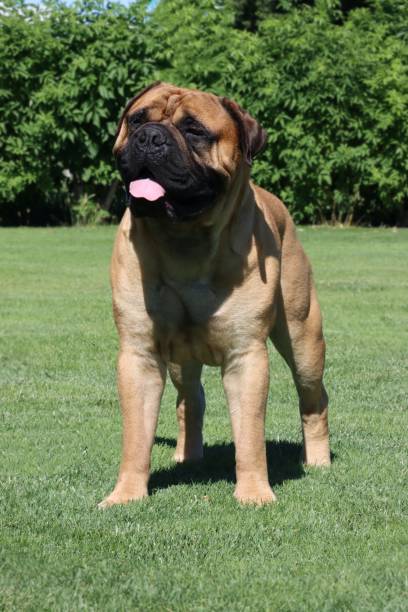 istock standing dog in garden 1325570061