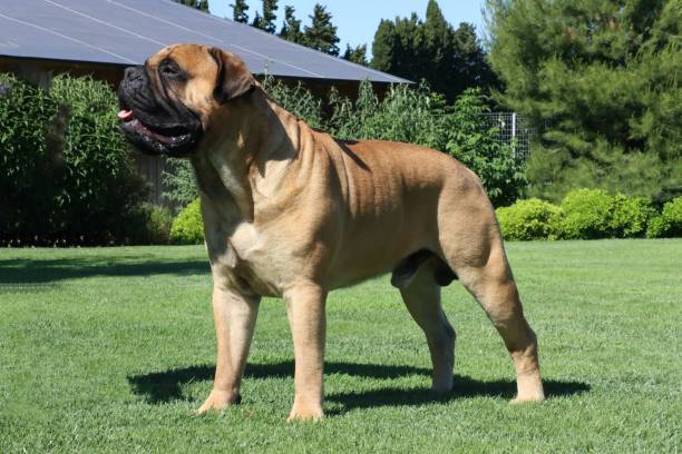 standing dog in garden - bull mastiff imagens e fotografias de stock