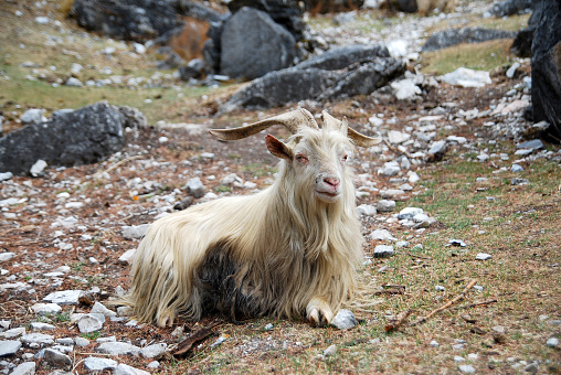 Beautiful white tibet goats is sitting at foot of the hill of Yading national park , Daocheng , China - tibetan  animal and wildlife travel trekking in china concept