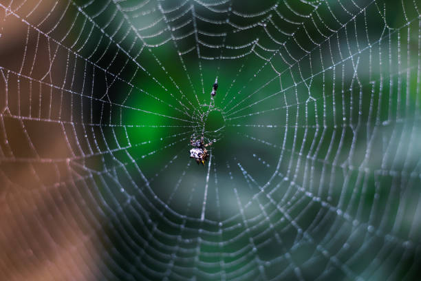 istock Spider sitting on the web with green background. Dewdrops on spider web (cobweb) closeup with green and bokeh background for the wallpaper. 1325573408
