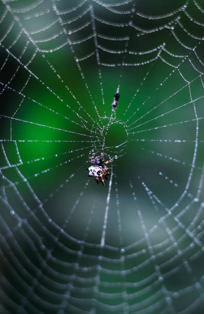 istock Spider sitting on the web with green background. Dewdrops on spider web (cobweb) closeup with green and bokeh background for the wallpaper. 1325573420