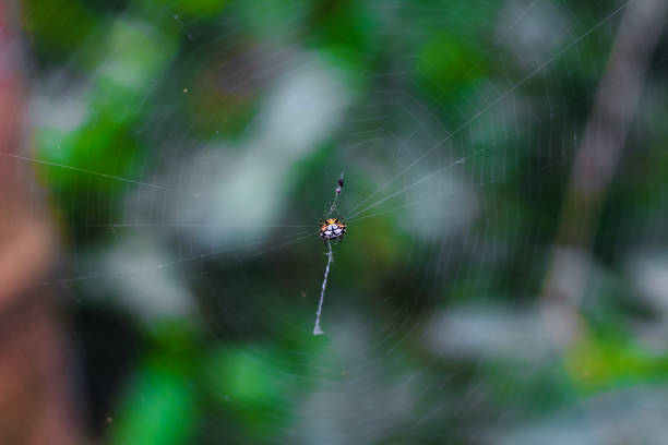 istock Spider sitting on the web with green background. Dewdrops on spider web (cobweb) closeup with green and bokeh background for the wallpaper. 1325573430