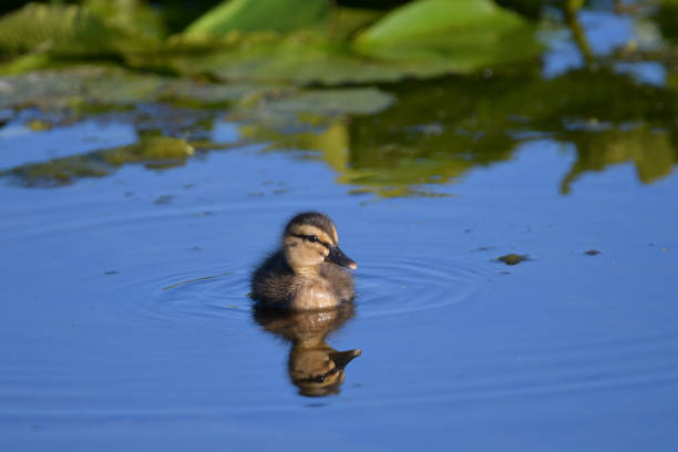 Baby Mallard duck duckling swimming in marsh