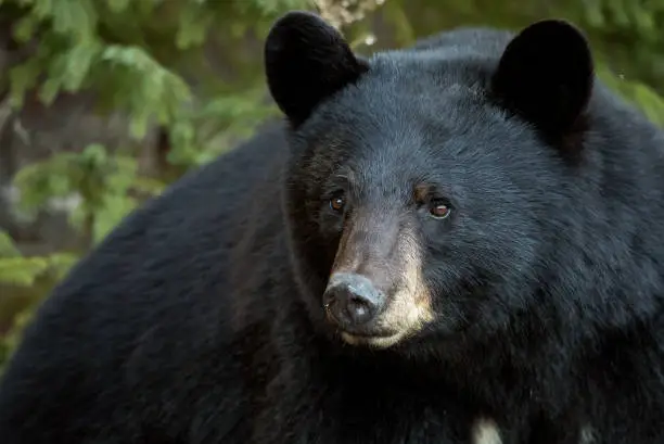 Photo of American Black Bear