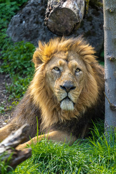 istock Asiatic Lion- Panthera leo 1325574574