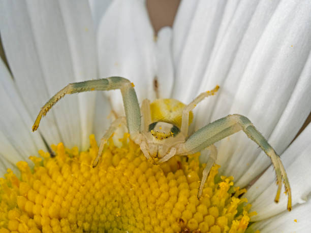 istock Goldenrod crab spider (Misumena vatia) 1325575761