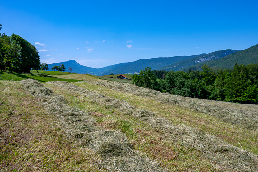 Mountain landscape in the Parc Naturel Régional des Bauges with pastures at hay time in spring around the Leschaux pass
