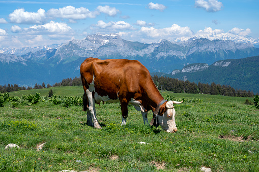 Mountain cow on Mont Semnoz in the Bauges massif in the alps in spring