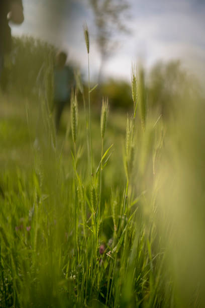 sfondo astratto in erba verde - deep of field foto e immagini stock