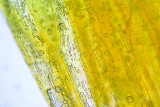 istock Close up texture of plants cells find with microscope. 1325577110